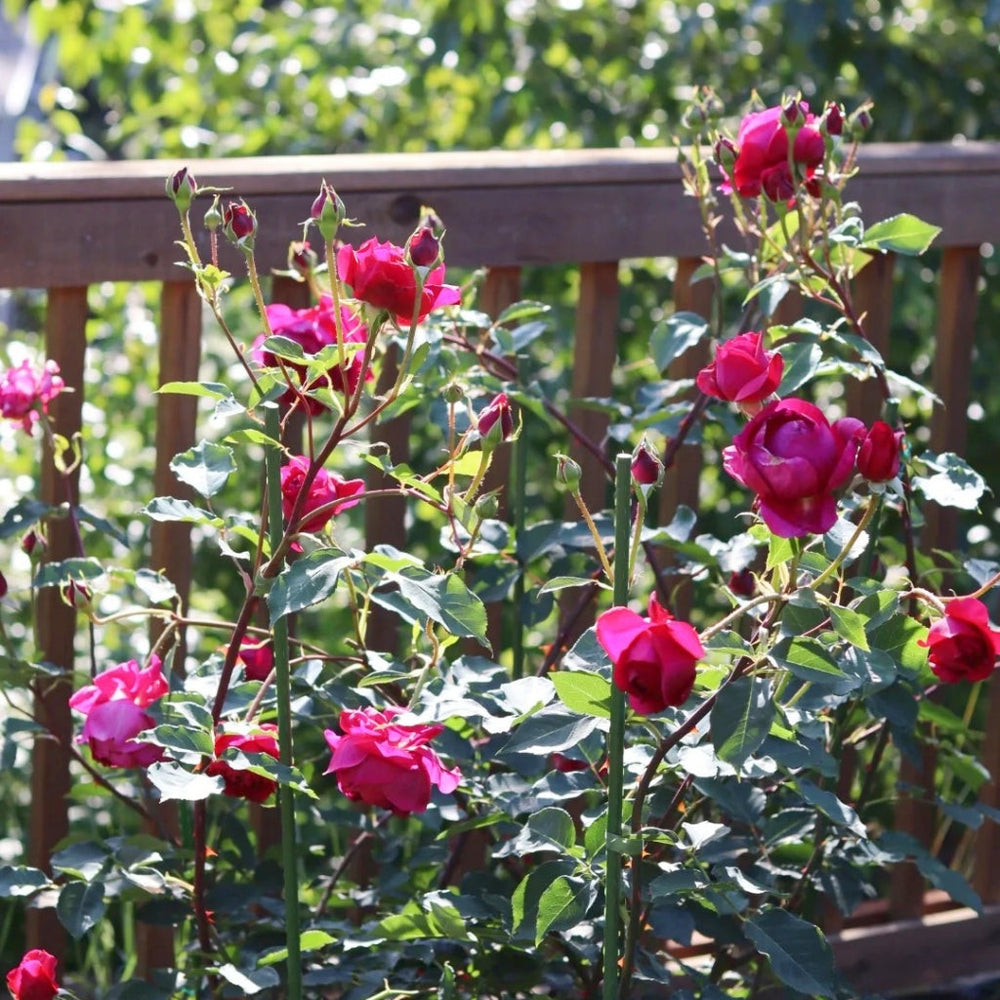 Autumn Rouge Rose