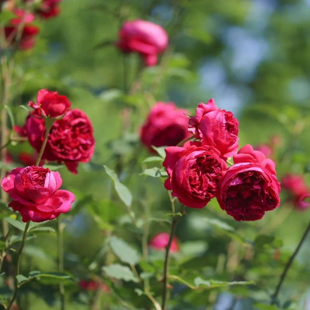 Autumn Rouge Rose