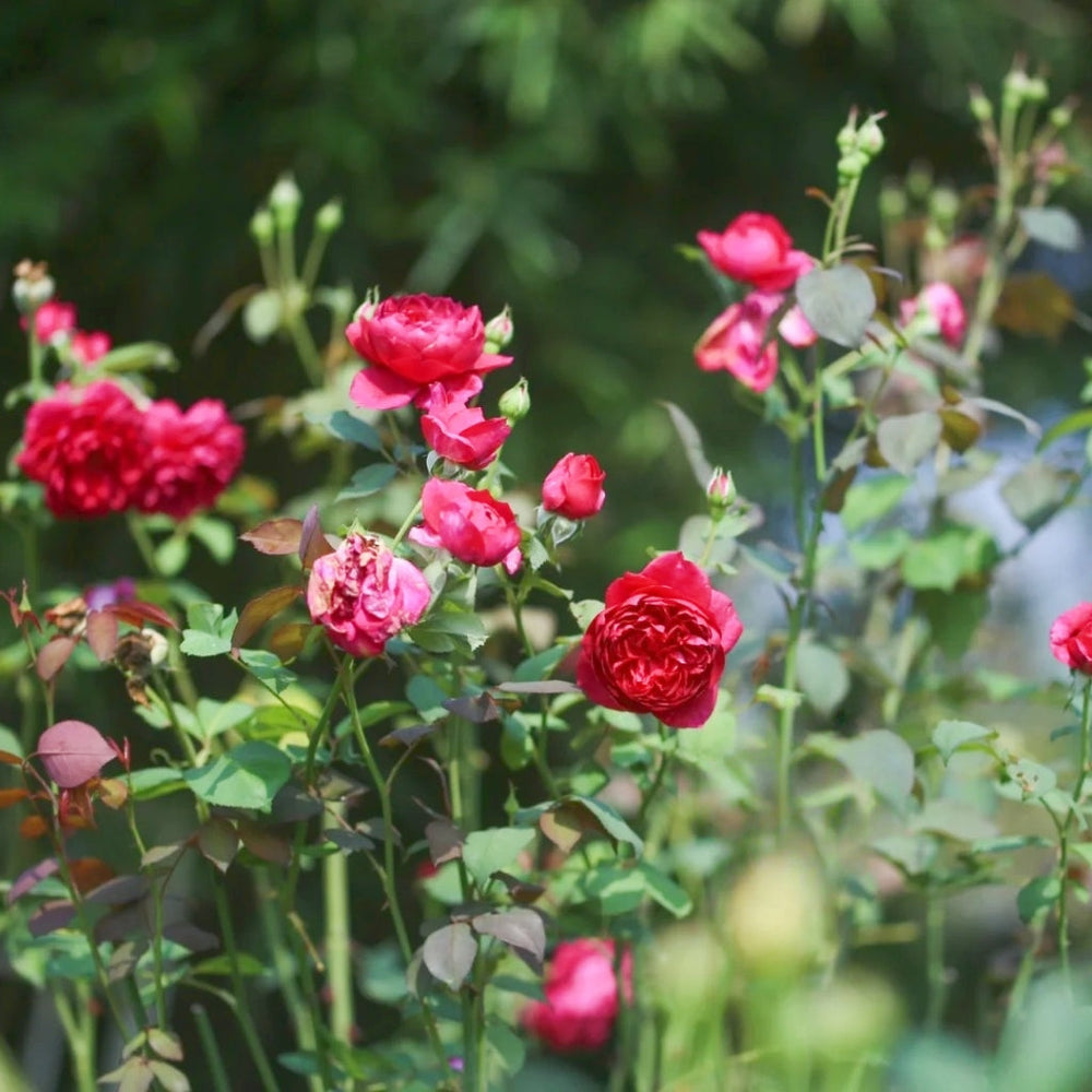 Autumn Rouge Rose