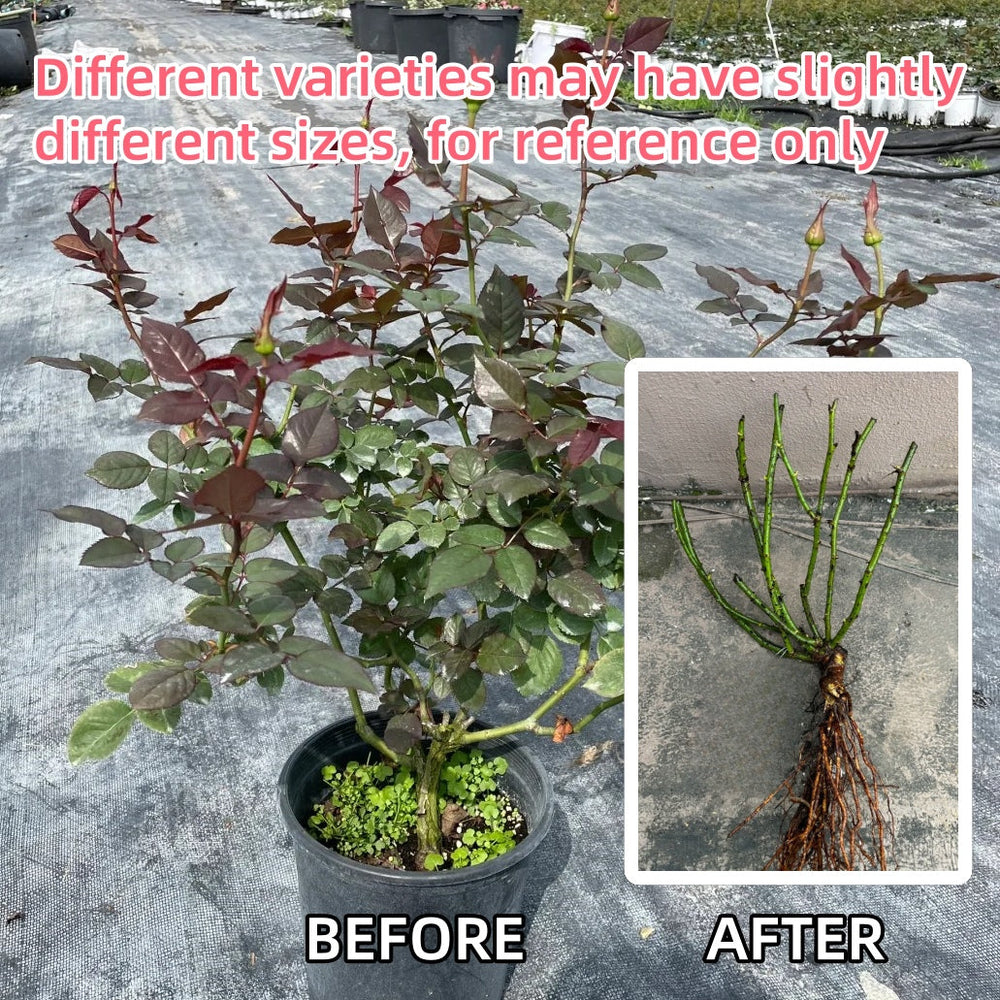Autumn Rouge Rose