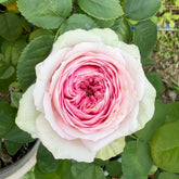 Ballerina Summerhouse Rose