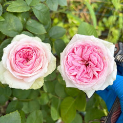 Ballerina Summerhouse Rose