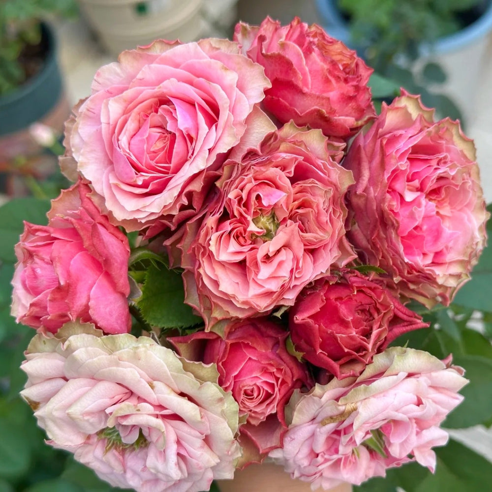 Belize Rose