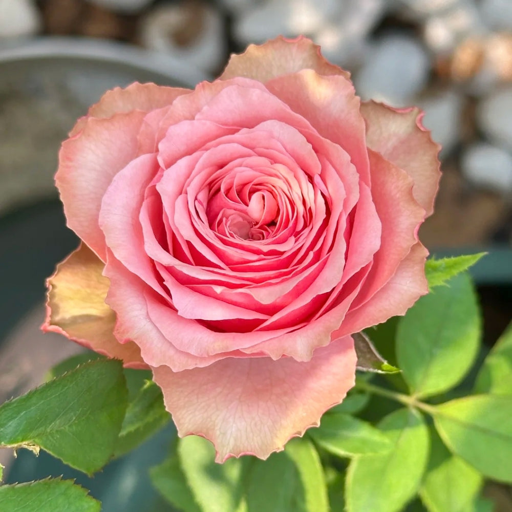 Belize Rose