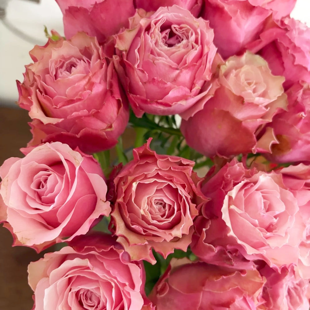 Belize Rose