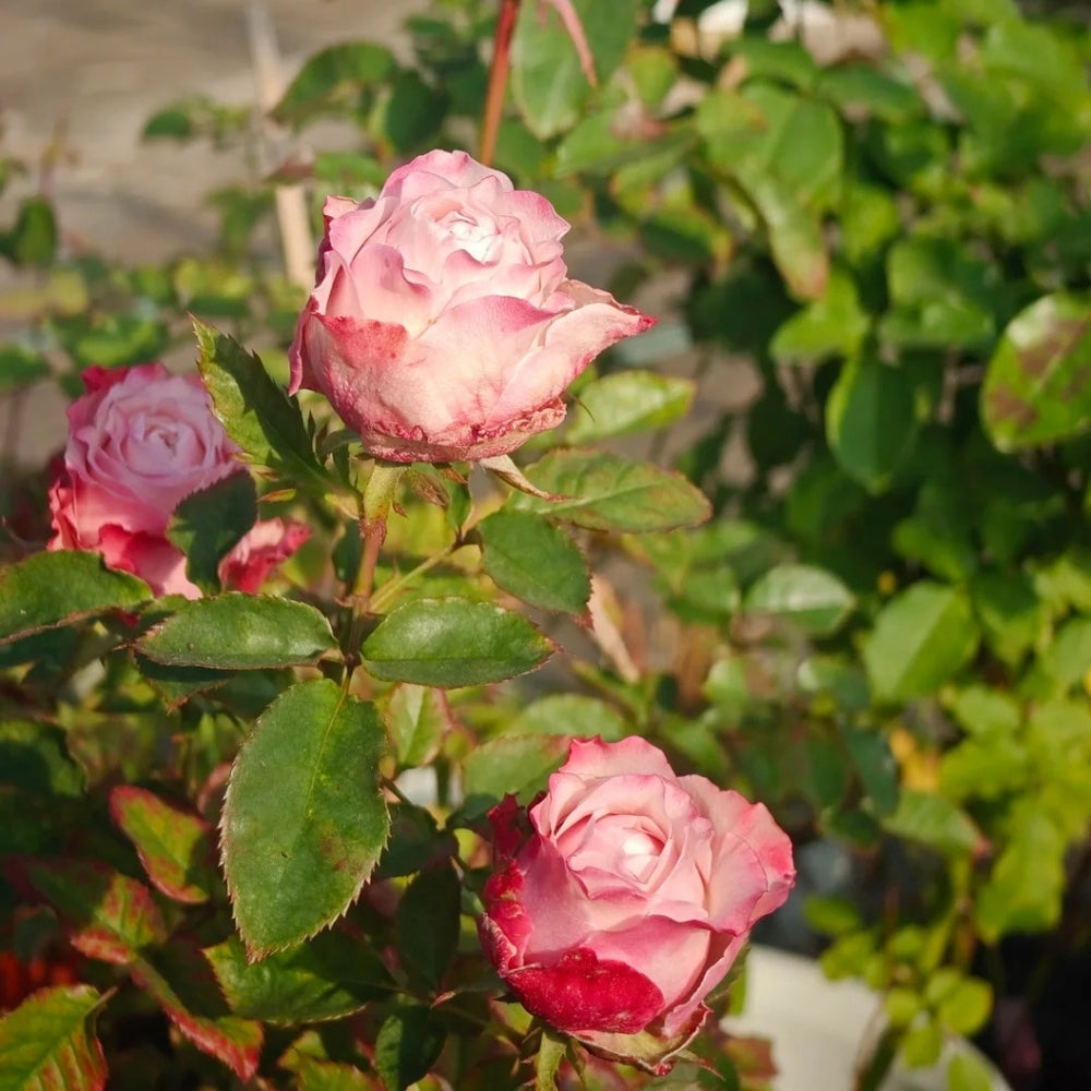 Belize Rose