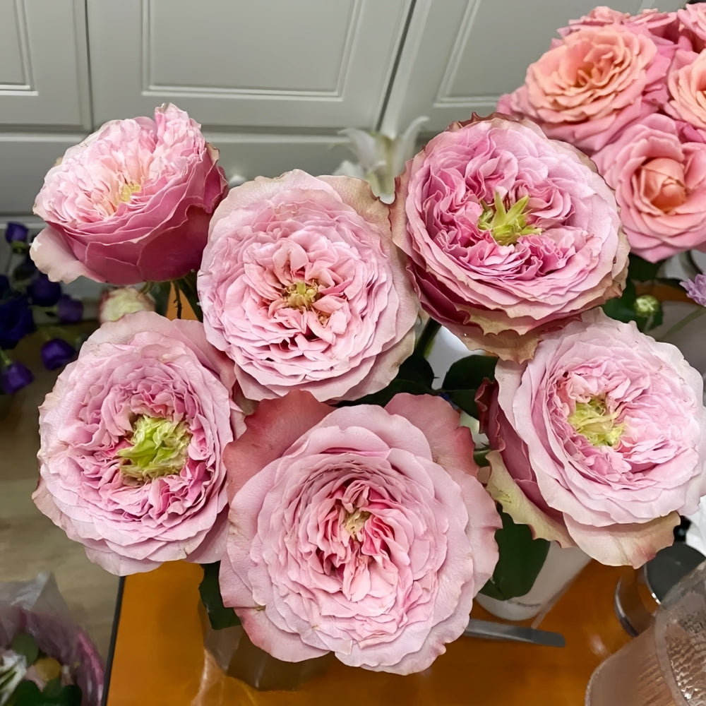 Belize Rose