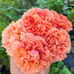 Bella d'anjou Rose
