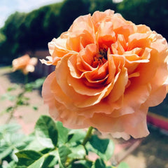 Bella d'anjou Rose