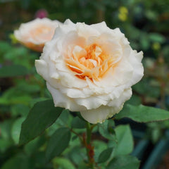 Ben Weatherstaff Rose