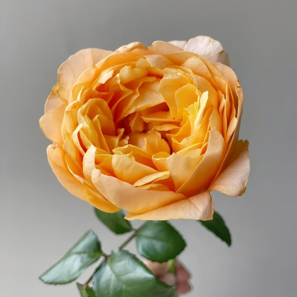 Bergamotte Rose