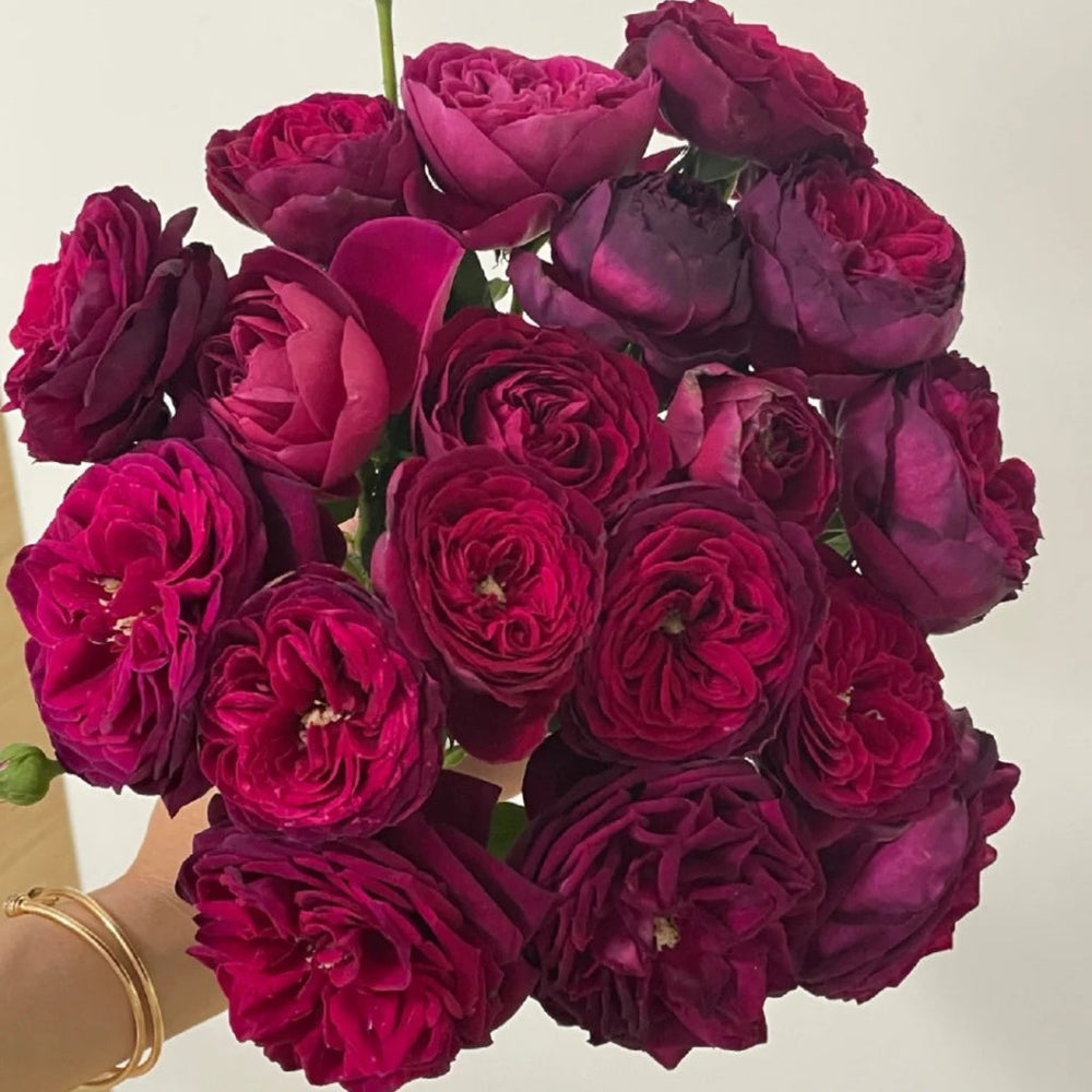 Black Caviar Rose