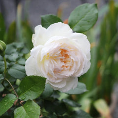 Bolero Rose