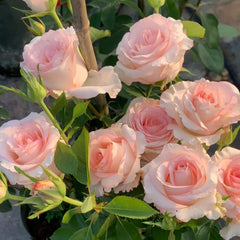 BouLevard Rose