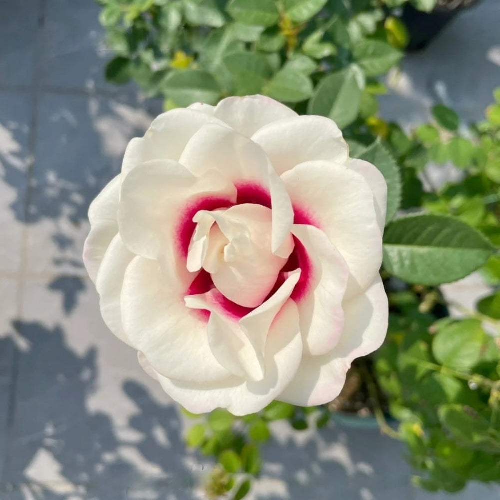 Brideside Rose