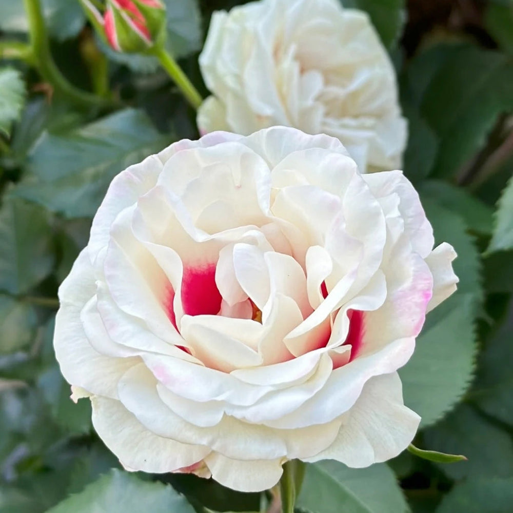Brideside Rose