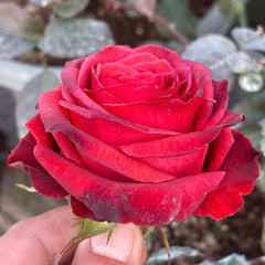 Bromo Rose