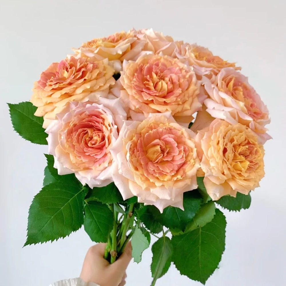 Candy Antique Rose