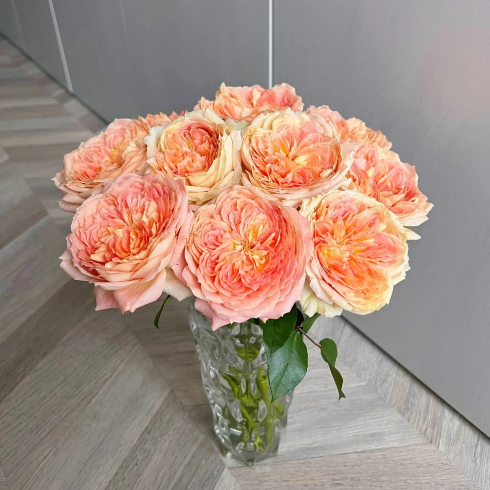 Candy Antique Rose