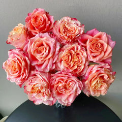 Capriola Rose