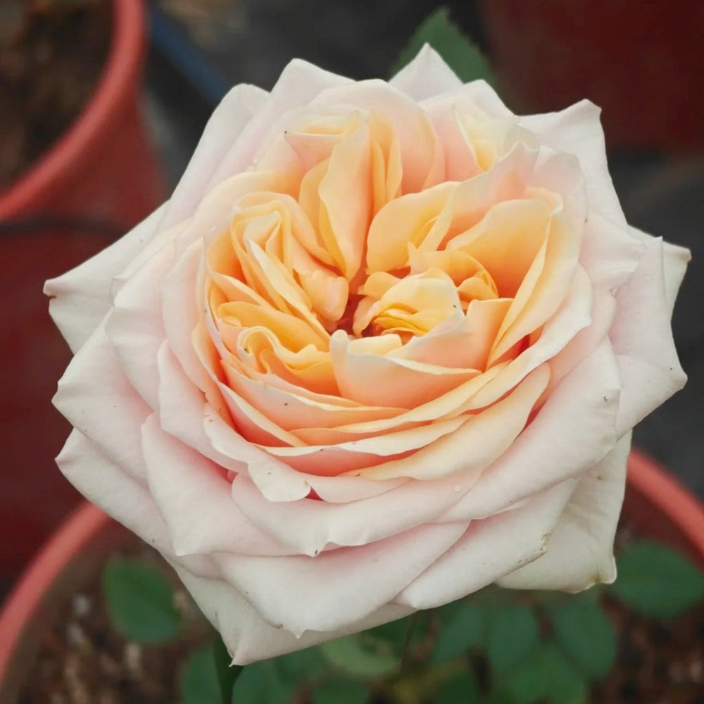 Caputure Rose