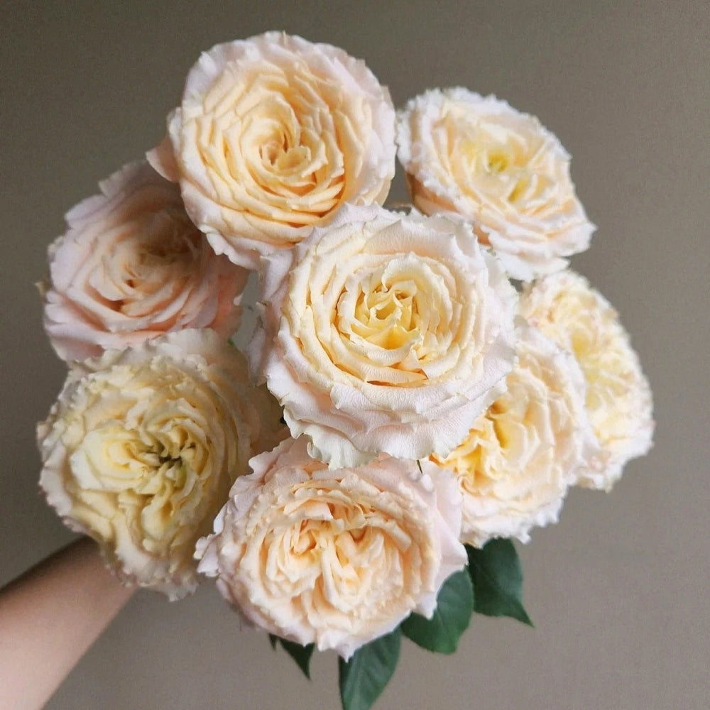 Caraluna Rose