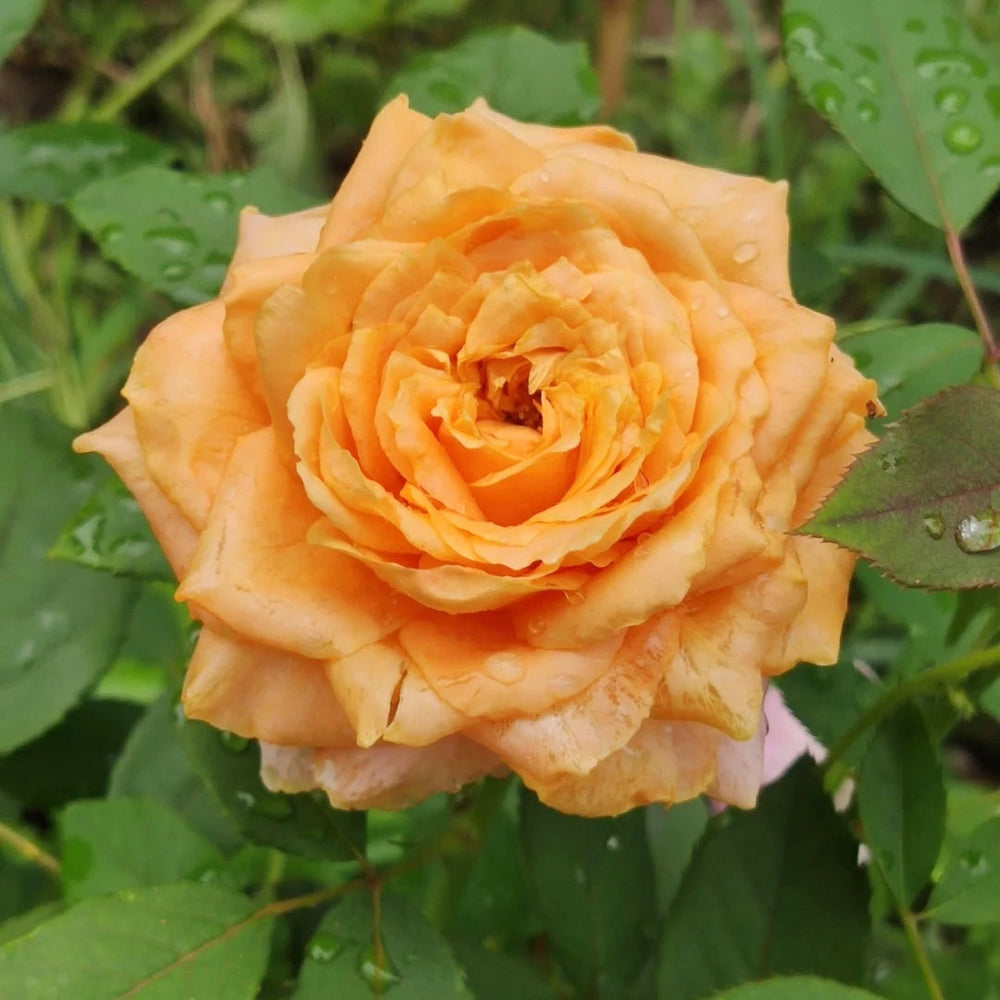 Caraluna Rose