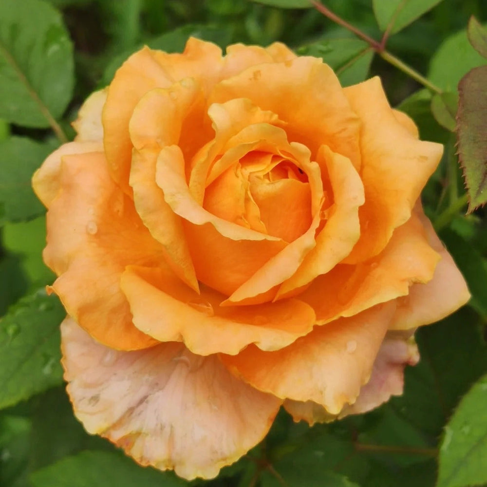 Caraluna Rose