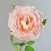 Cefiro Rose