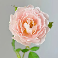Cefiro Rose