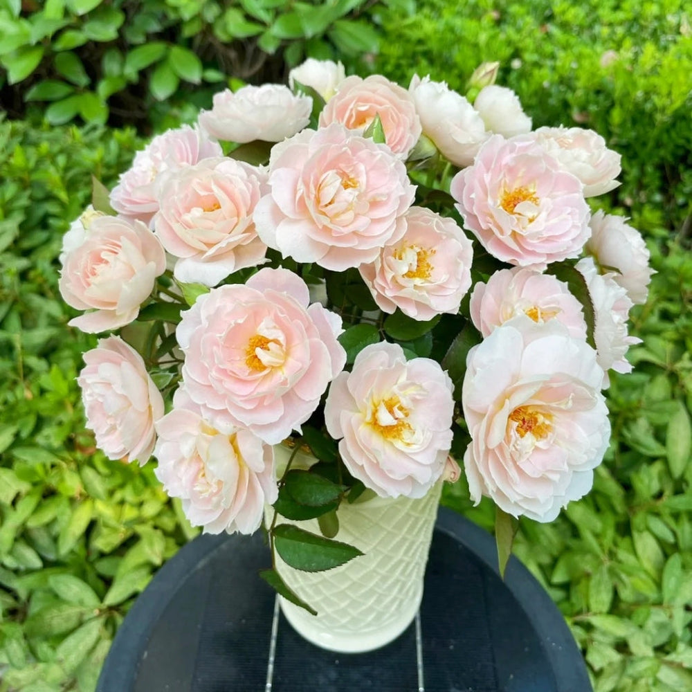 Cefiro Rose
