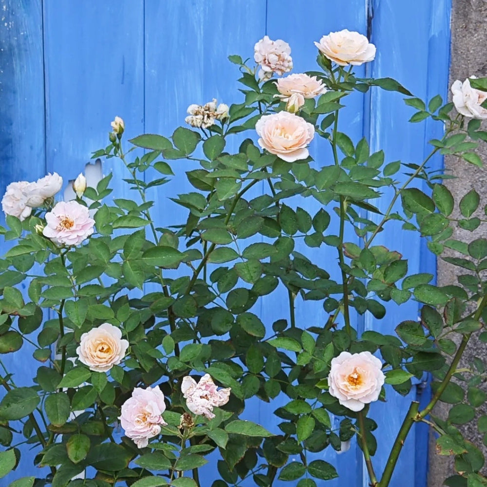 Cefiro Rose