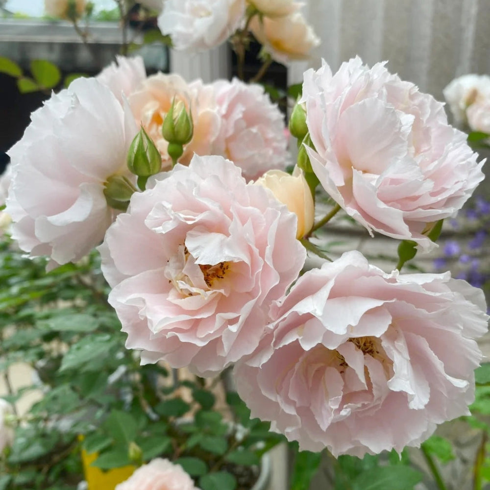 Cefiro Rose