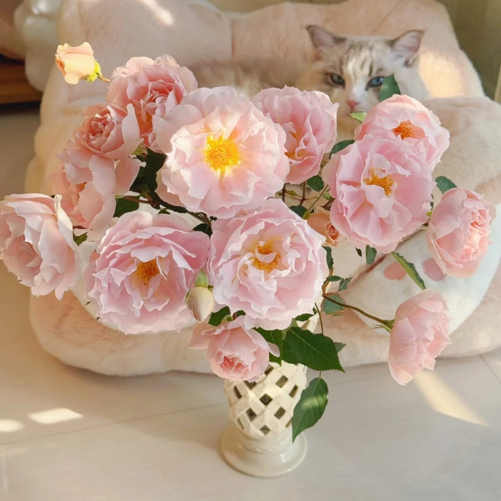 Cefiro Rose