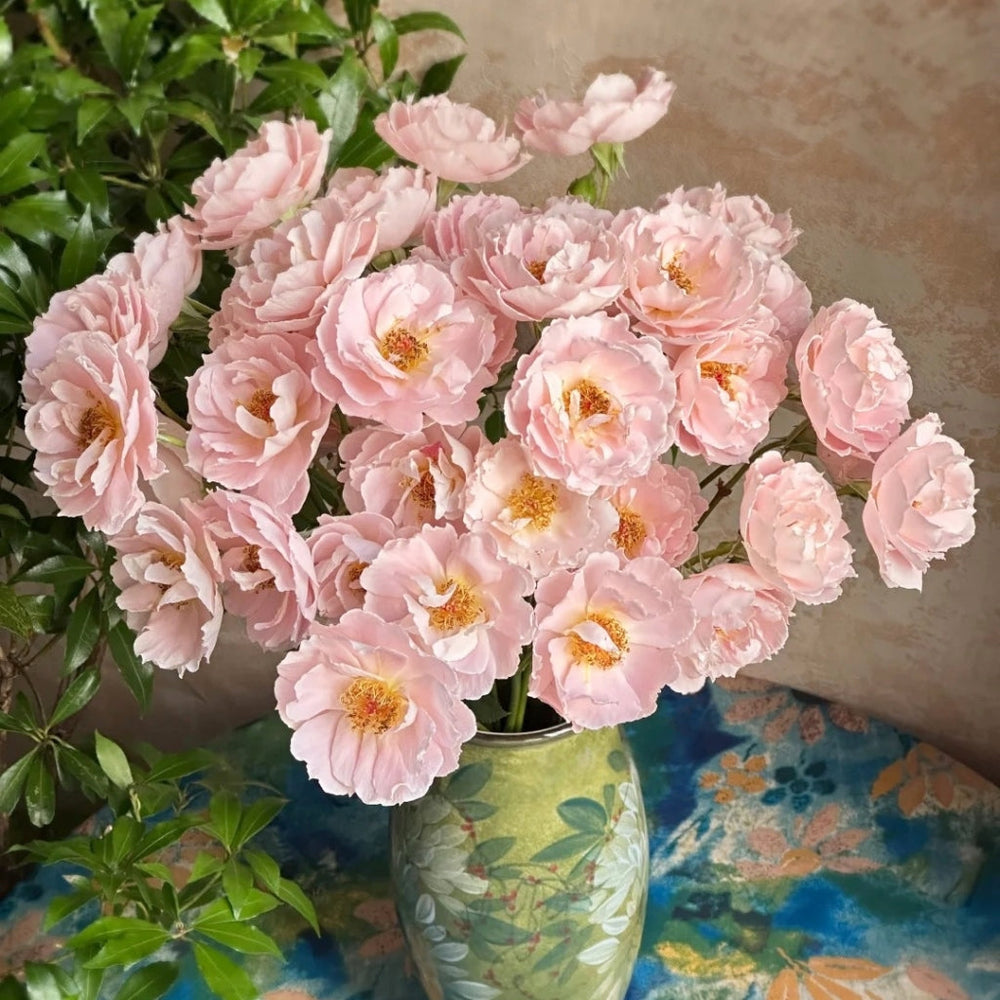 Cefiro Rose