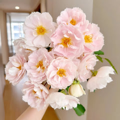 Cefiro Rose