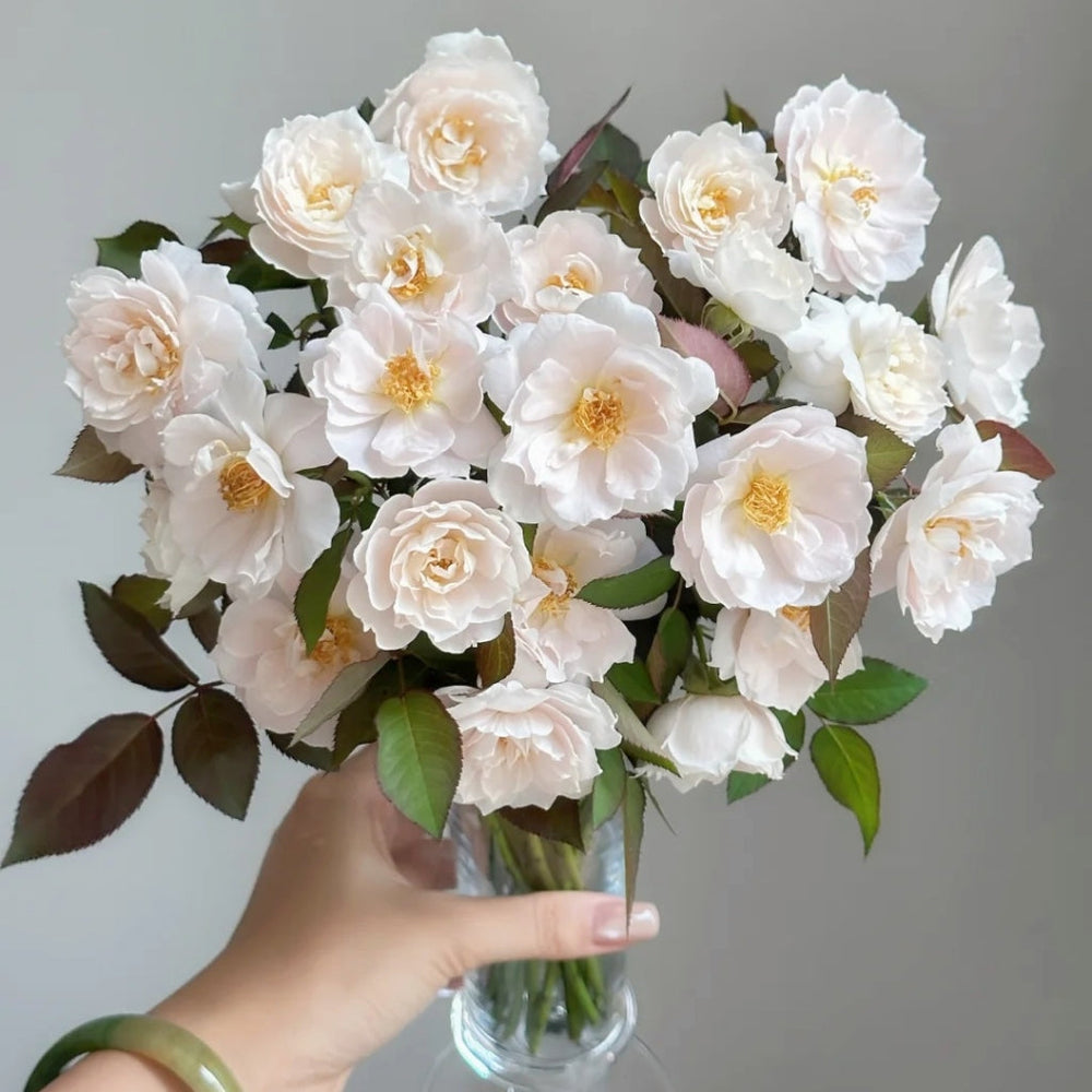 Cefiro Rose