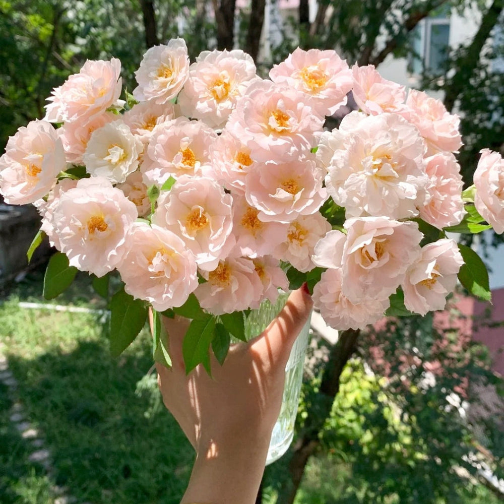 Cefiro Rose