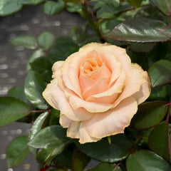 Champagner Rose