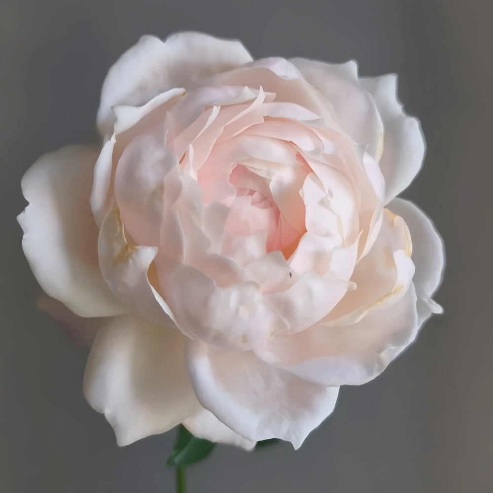 Cherry Antique Rose