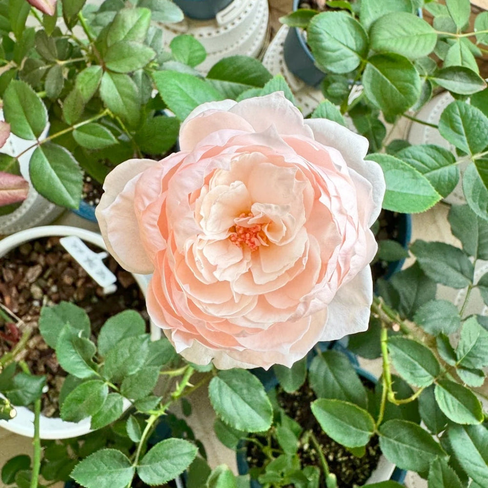 Cherry Antique Rose