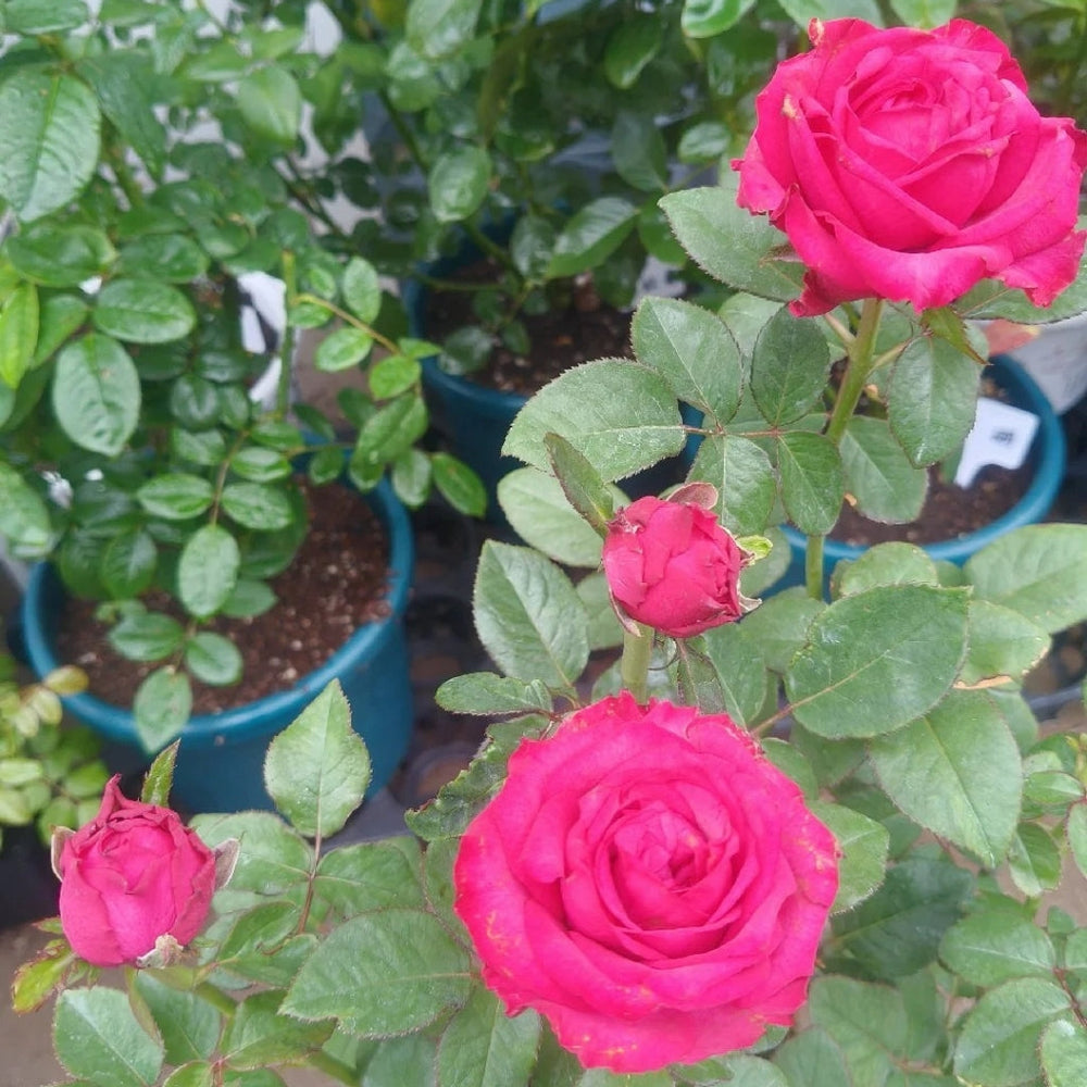Cherry Lane Rose