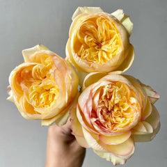 Chestnut Su Rose