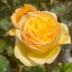 Chestnut Su Rose