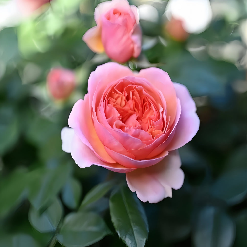 Chippendale Rose