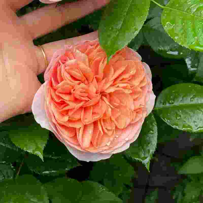 Chippendale Rose