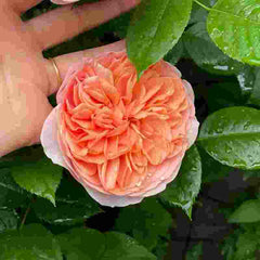 Chippendale Rose