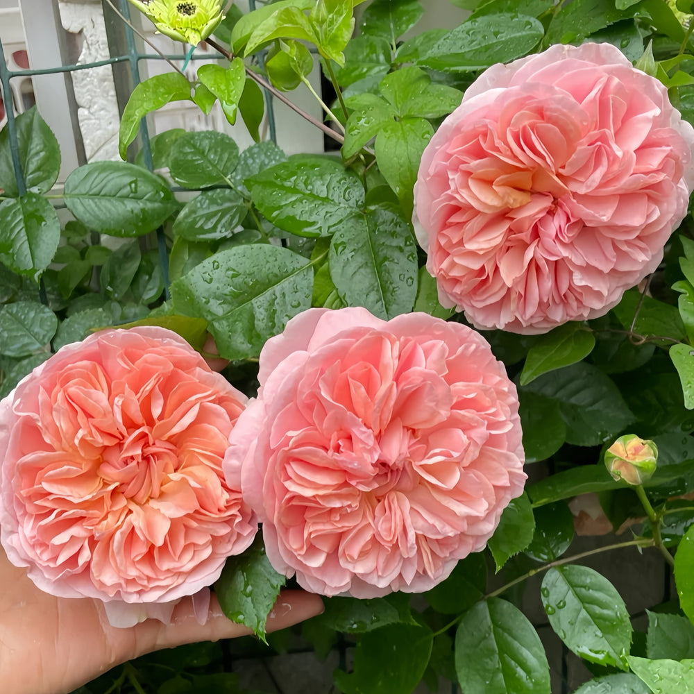 Chippendale Rose