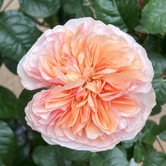 Chunye Worries Rose