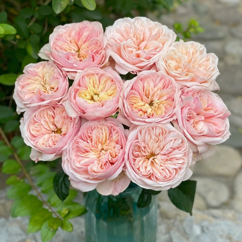 Chunye Worries Rose